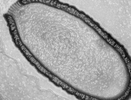A 30,000-year old virus giant resurrected!