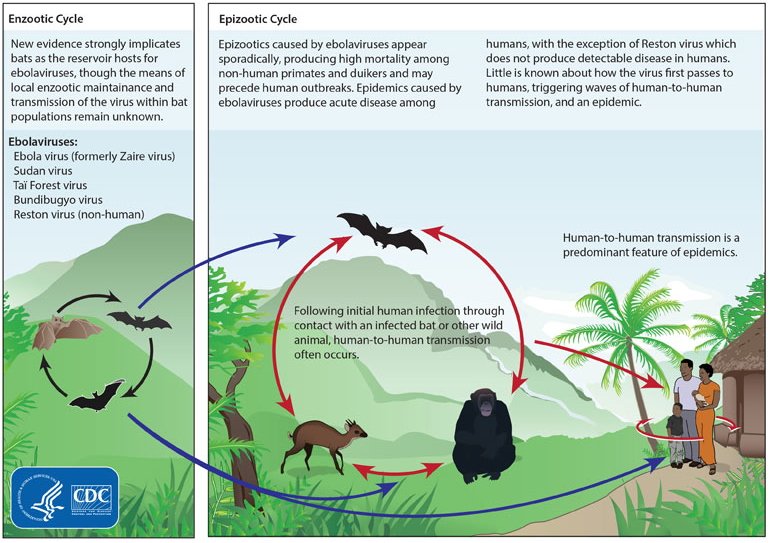 Ebola Virus Lifecycle