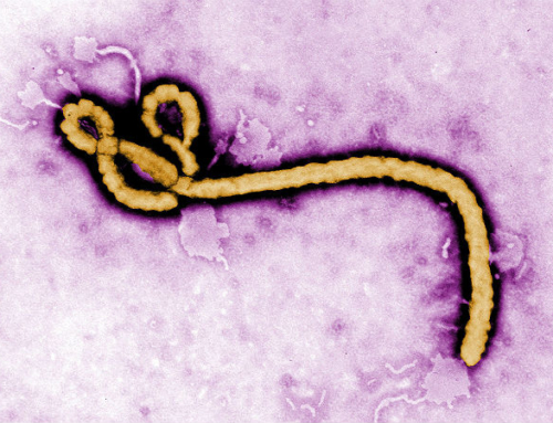 Ebola virus: Life cycle and pathogenicity in humans