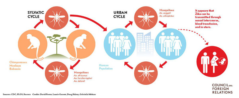 Zika virus life cycle