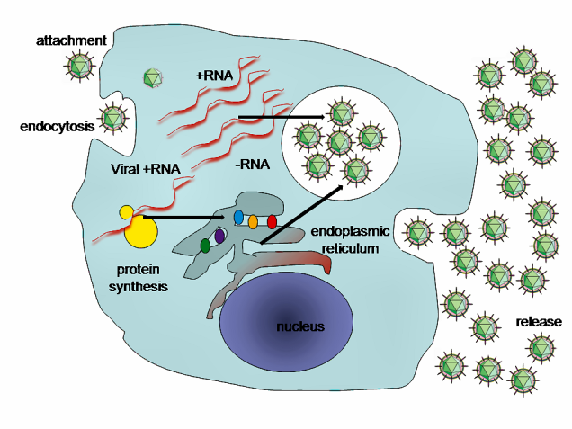 zika virus replication